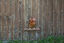 Kerbl - Balançoire à Corde pour Poules - 39cm Indicateur image numéro 2