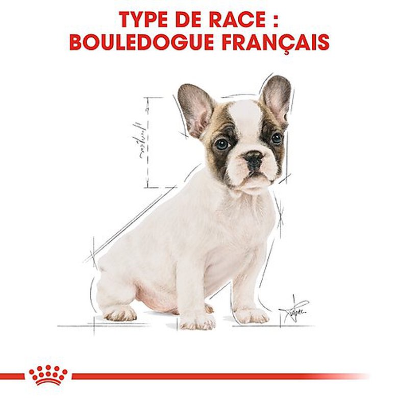 Royal Canin - Croquettes Bouledogue Français Junior pour Chiot - 3Kg image number null