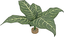 Labeo - Plante Verte Décorative pour Terrarium - GM Indicateur image numéro 2