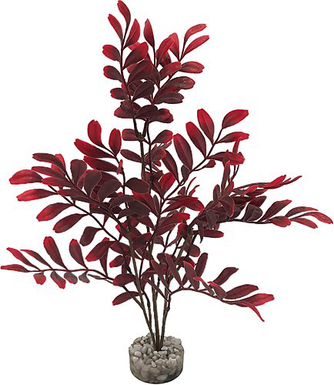 Labeo - Plante Décorative Arbre Longues Feuilles pour Aquarium