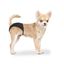 Duvoplus - Culotte Hygiénique Noir pour Chien - XS Indicateur image numéro 2