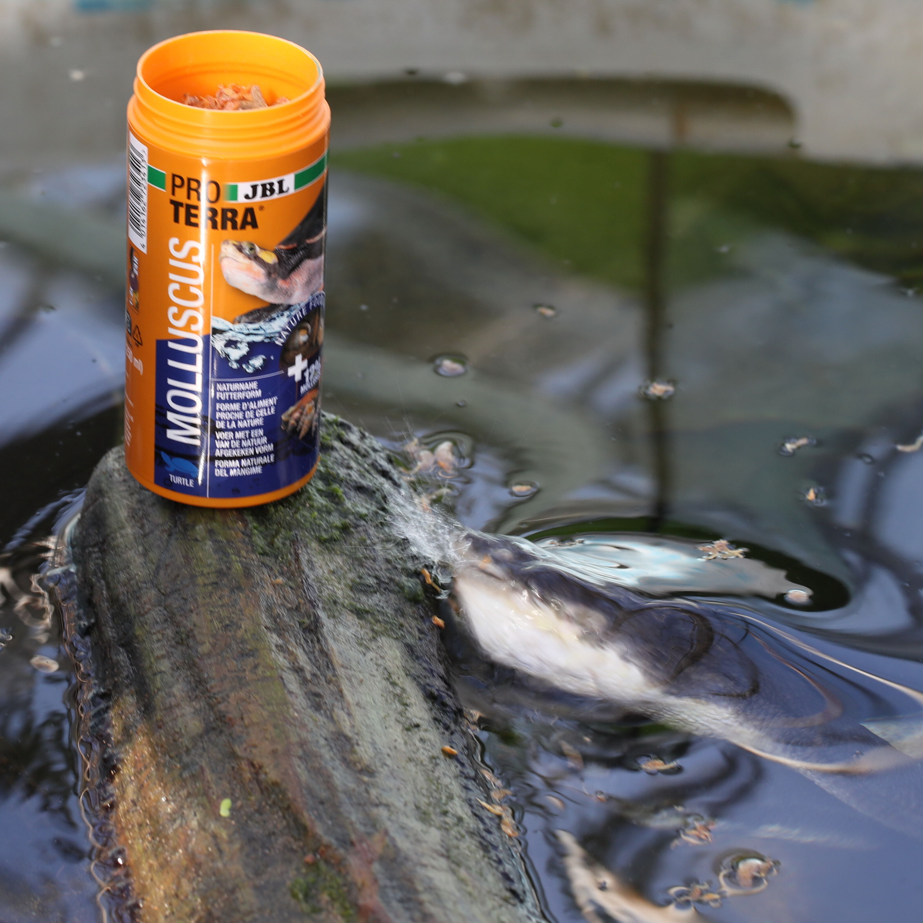 JBL - Friandises Proterra Molluscus pour Tortues d'Eau et Cistudes - 250ml Image num&eacute;ro 5