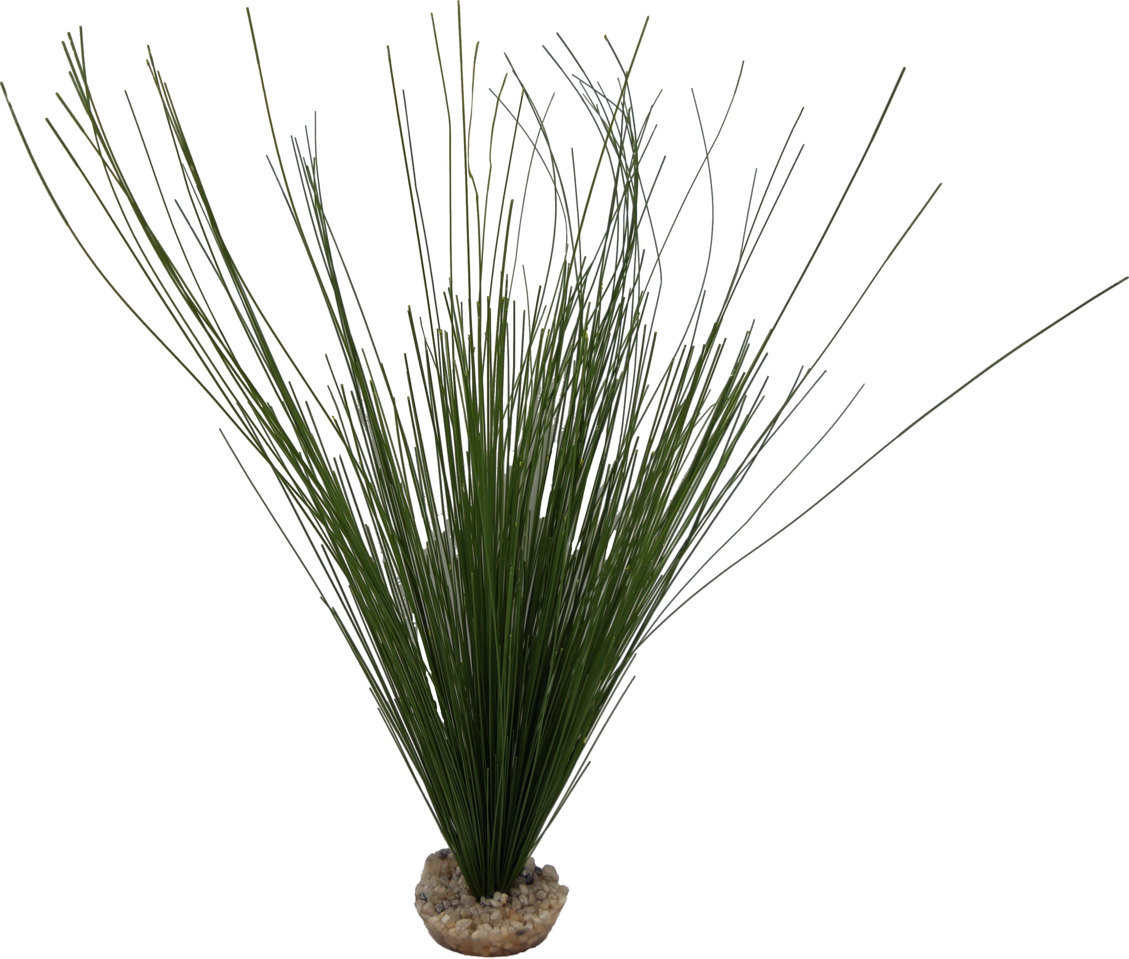 Labeo - D&eacute;coration Cyperus pour Terrarium et Aquarium Image num&eacute;ro 1