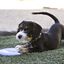 KONG - Jouet Frisbee Puppy Flyer pour Chiots Indicateur image numéro 4