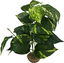 Labeo - Plante Verte Assortie Décorative pour Terrarium Indicateur image numéro 5