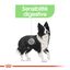 Royal Canin - Croquettes Digestive Care pour Chien - 3Kg Indicateur image numéro 3
