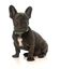 FuzzYard - Collier Summer Punch pour Chien - L Indicateur image numéro 3