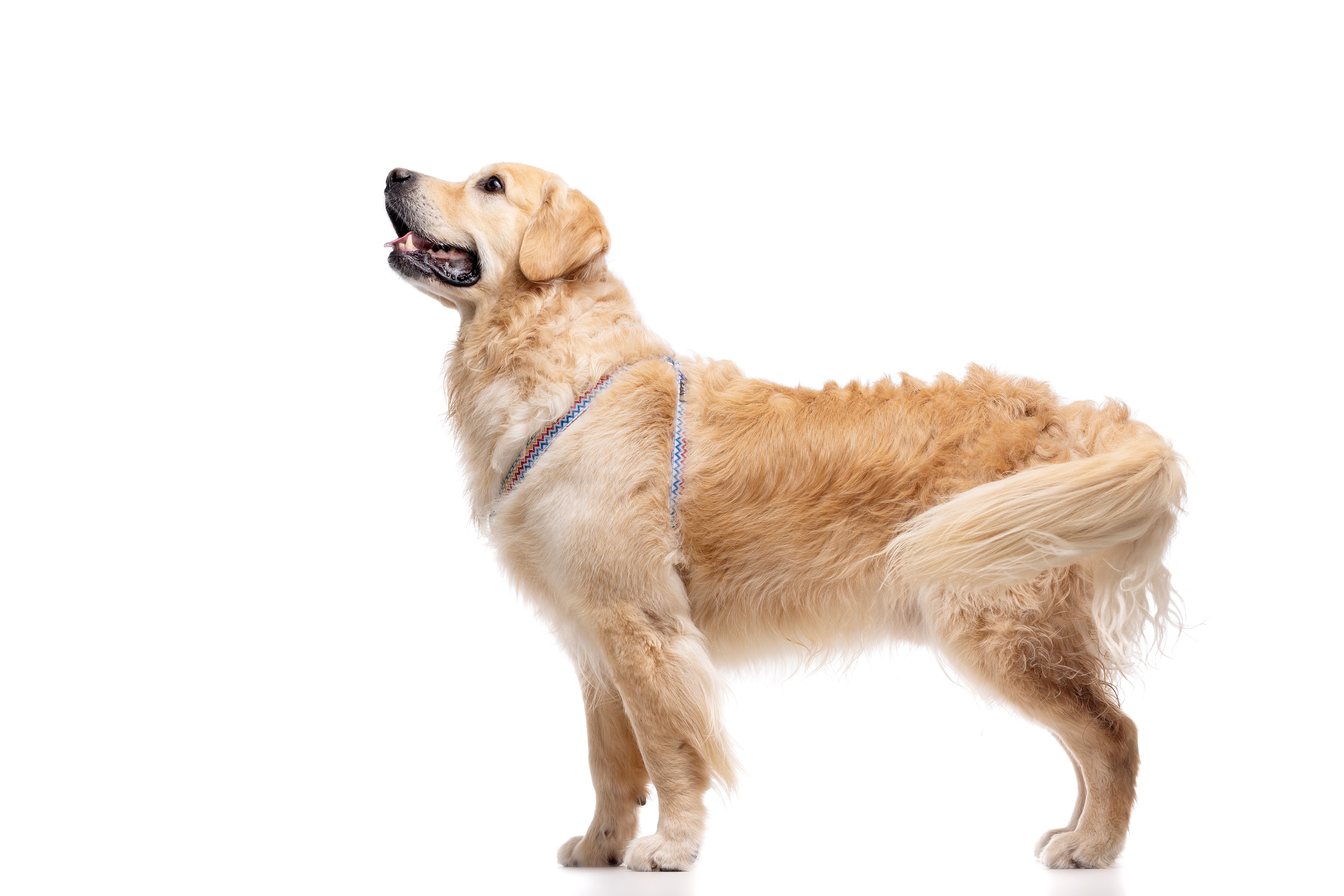 Gotoo - Harnais ZigZag pour chien - XS Image num&eacute;ro 3