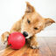 KONG - Jouet Balle pour Chien - S Indicateur image numéro 3