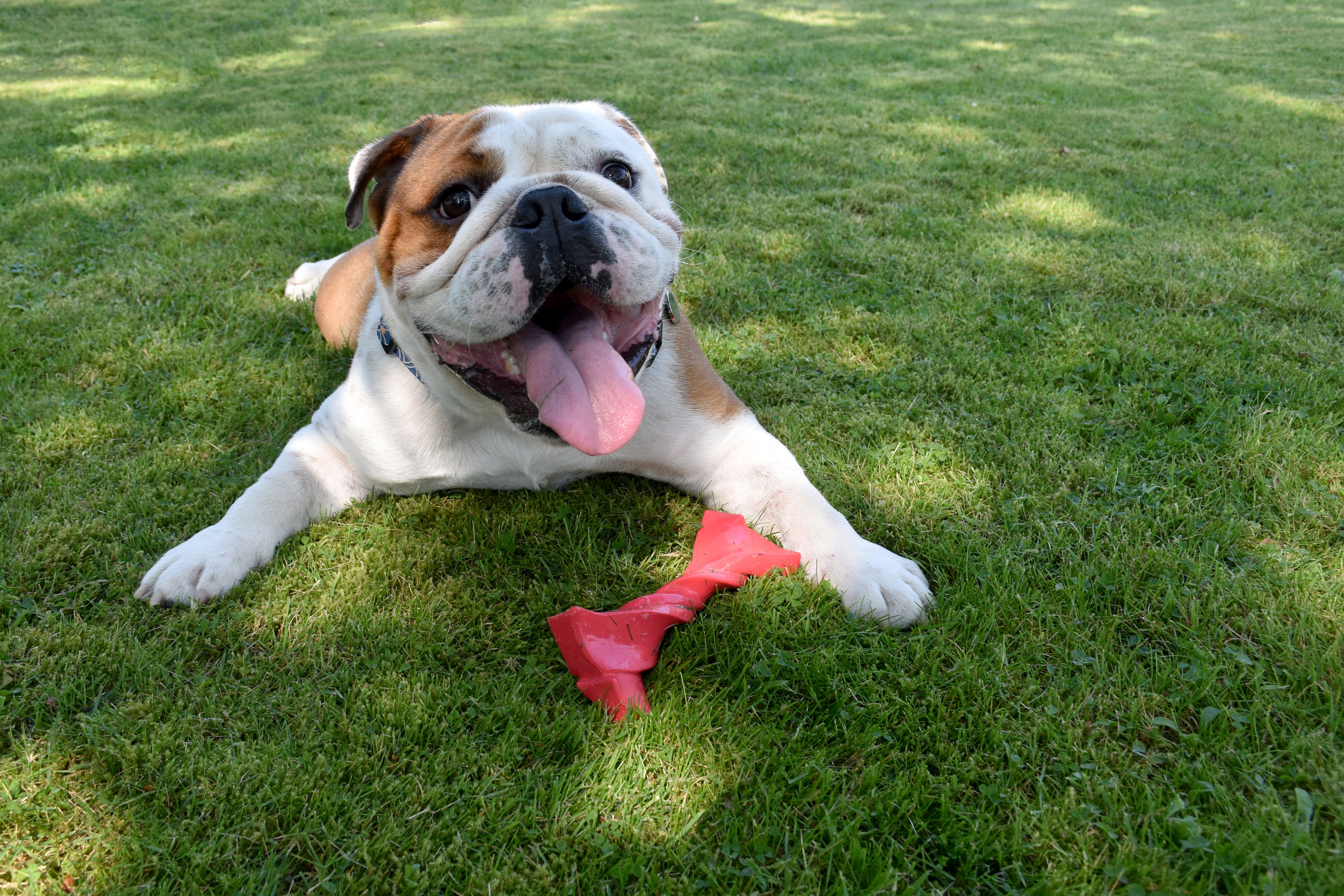 Bobby - Jouet Twist Rose pour Chiens - L Image num&eacute;ro 2