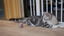 Cheerble - Balle Pelote Interactive Cheerble M1 pour Chats Indicateur image numéro 5