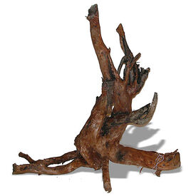 Amtra -  Racine Naturelle Moorwood - L