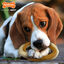 Nylabone - Jouet Anneau à Mâcher Bully Stick Extreme Ring Bone - M Indicateur image numéro 5