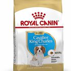 Royal Canin - Croquettes Cavalier King Charles Junior pour Chiot - 1,5Kg image number null