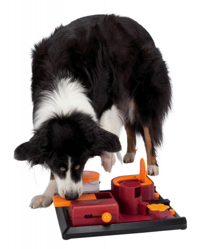 Dog Activity - Jouet &Eacute;ducatif Poker Box 2 pour Chien Image num&eacute;ro 4