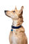 Gotoo - Charm Princesse Bleu pour Chien - S Indicateur image numéro 4