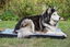 Bobby - Matelas Pliable Nature Noir pour Chiens - L Indicateur image numéro 3