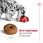 Royal Canin - Croquettes Medium Ageing 10+ pour Chien Senior - 15Kg Indicateur image numéro 6