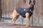 Bobby - Manteau Dog Noir - 80xXL Indicateur image numéro 2