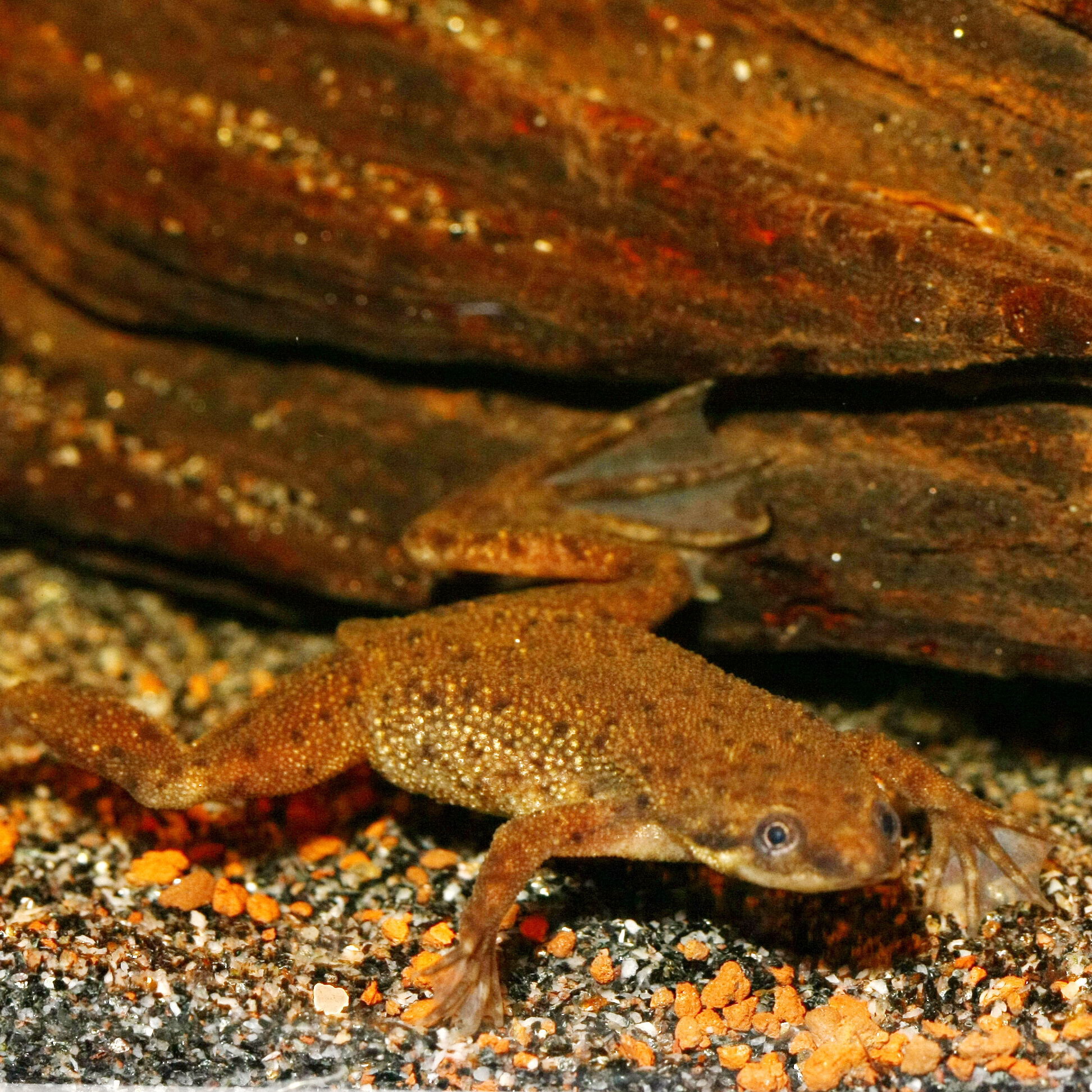 JBL - Aliment en Granul&eacute;s Pronovo LOTL GRANO M pour Poissons Tropicaux - 250ml Image num&eacute;ro 4