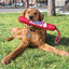 KONG - Jouet Bâton Signature Stick w/Rope pour Chiens Indicateur image numéro 4