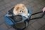 Kerbl - Sac de Transport Trolley Vacances Gris/Bleu pour Chiens - 41x26x55cm Indicateur image numéro 5