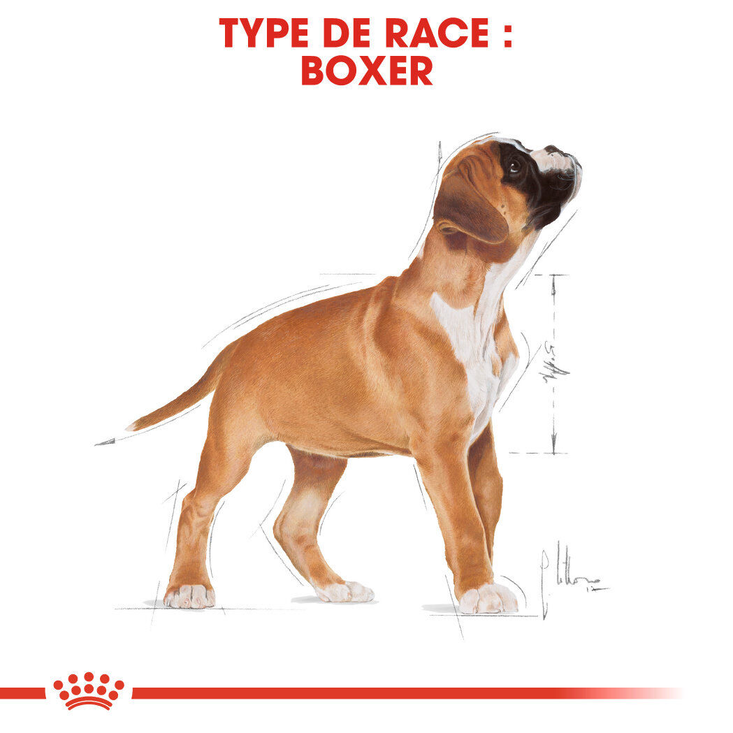 Royal Canin - Croquettes Boxer Junior pour Chiens - 3Kg Image num&eacute;ro 5