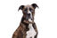Gotoo - Collier Leopard pour Chien - XS Indicateur image numéro 3