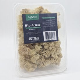 Eublepharis - Lichen Stabilisé Naturel pour Reptiles