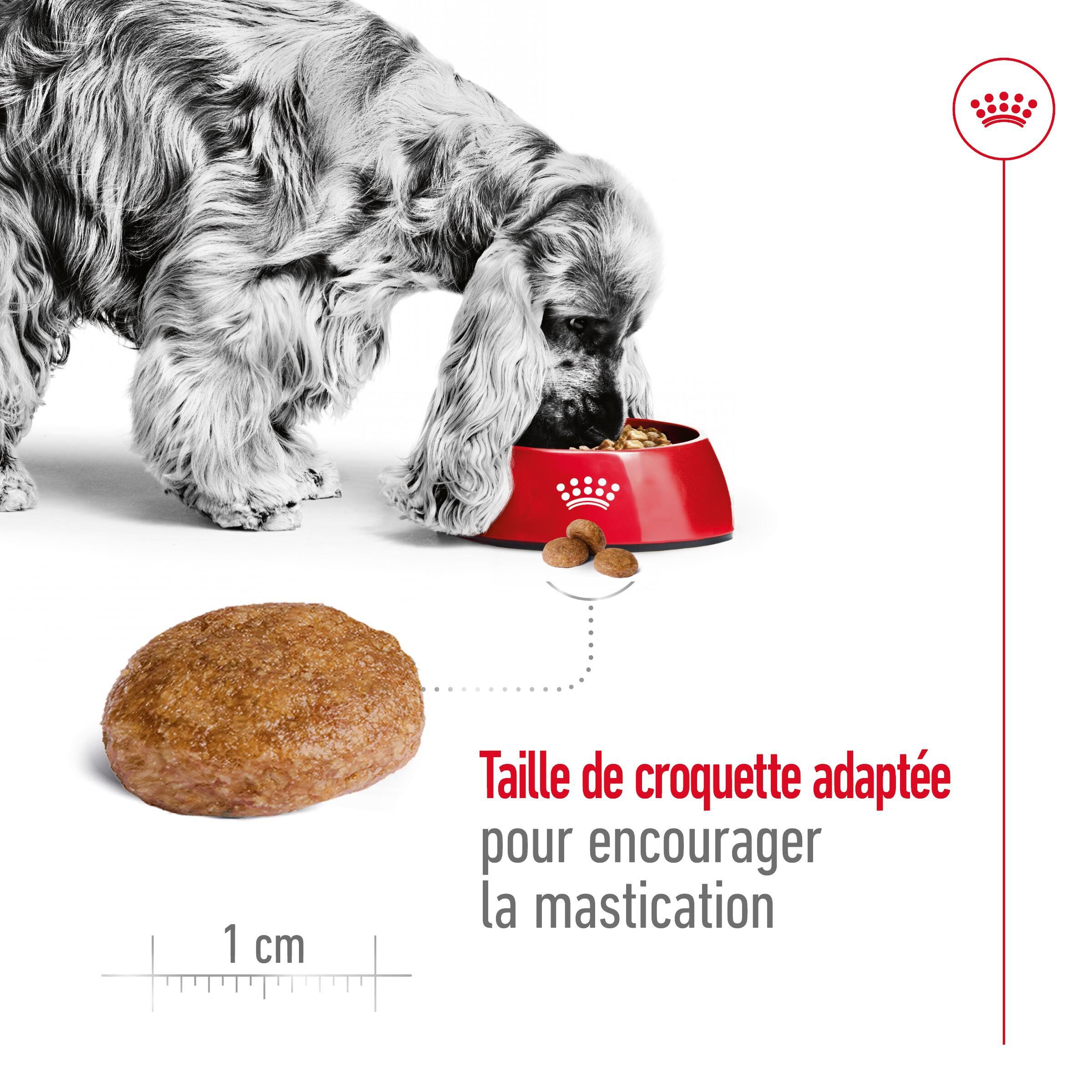 Royal Canin - Croquettes Medium Adulte 7+ pour Chien - 15Kg Image num&eacute;ro 5