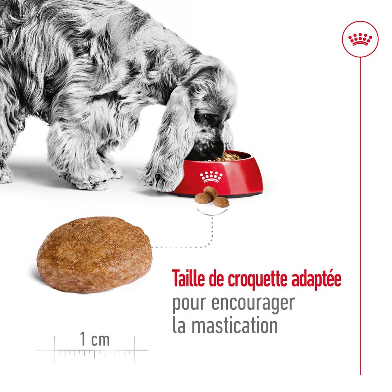 Royal Canin - Croquettes Medium Adulte 7+ pour Chien - 15Kg Image numéro 5 Royal Canin - Croquettes Medium Adulte 7+ pour Chien - 15Kg Image numéro 5