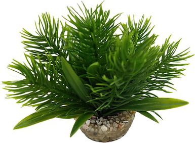 Labeo - Plante Décorative Egeria pour Aquarium