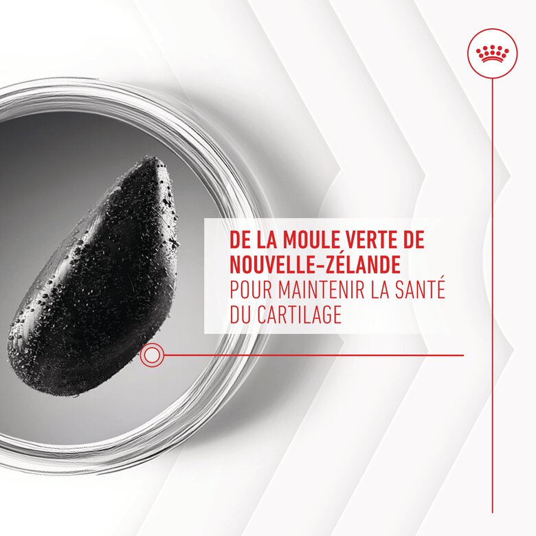 Royal Canin - Aliment complémentaire Adult Joint & Agieing Chews pour Chiens - 240g Image numéro 6 Royal Canin - Aliment complémentaire Adult Joint & Agieing Chews pour Chiens - 240g Image numéro 6