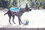 Alcott - Gilet de Sauvetage Life Jacket Blue pour Chien - M Indicateur image numéro 7