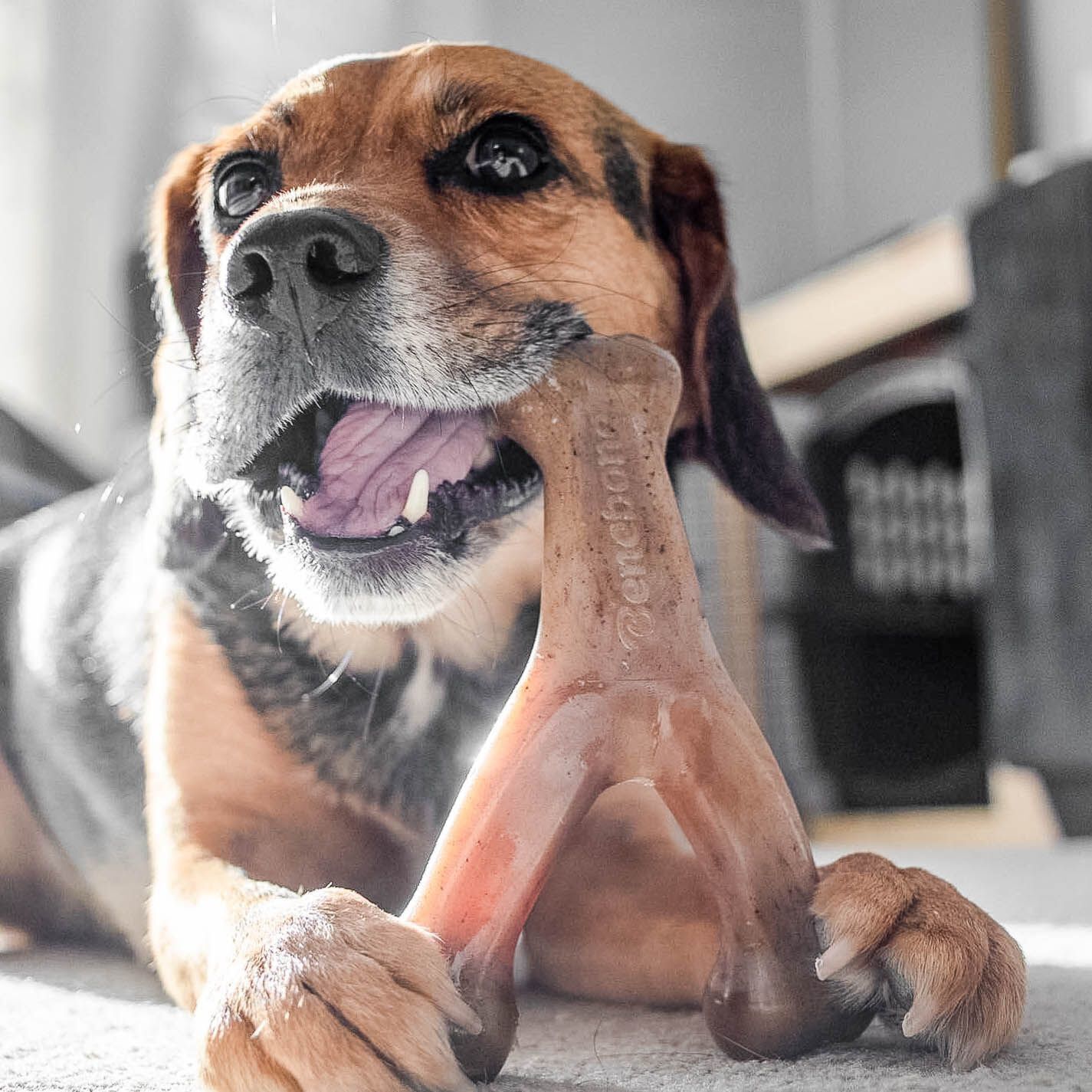 Benebone - Jouet Os A Macher Wishbone Poulet - M Image num&eacute;ro 4