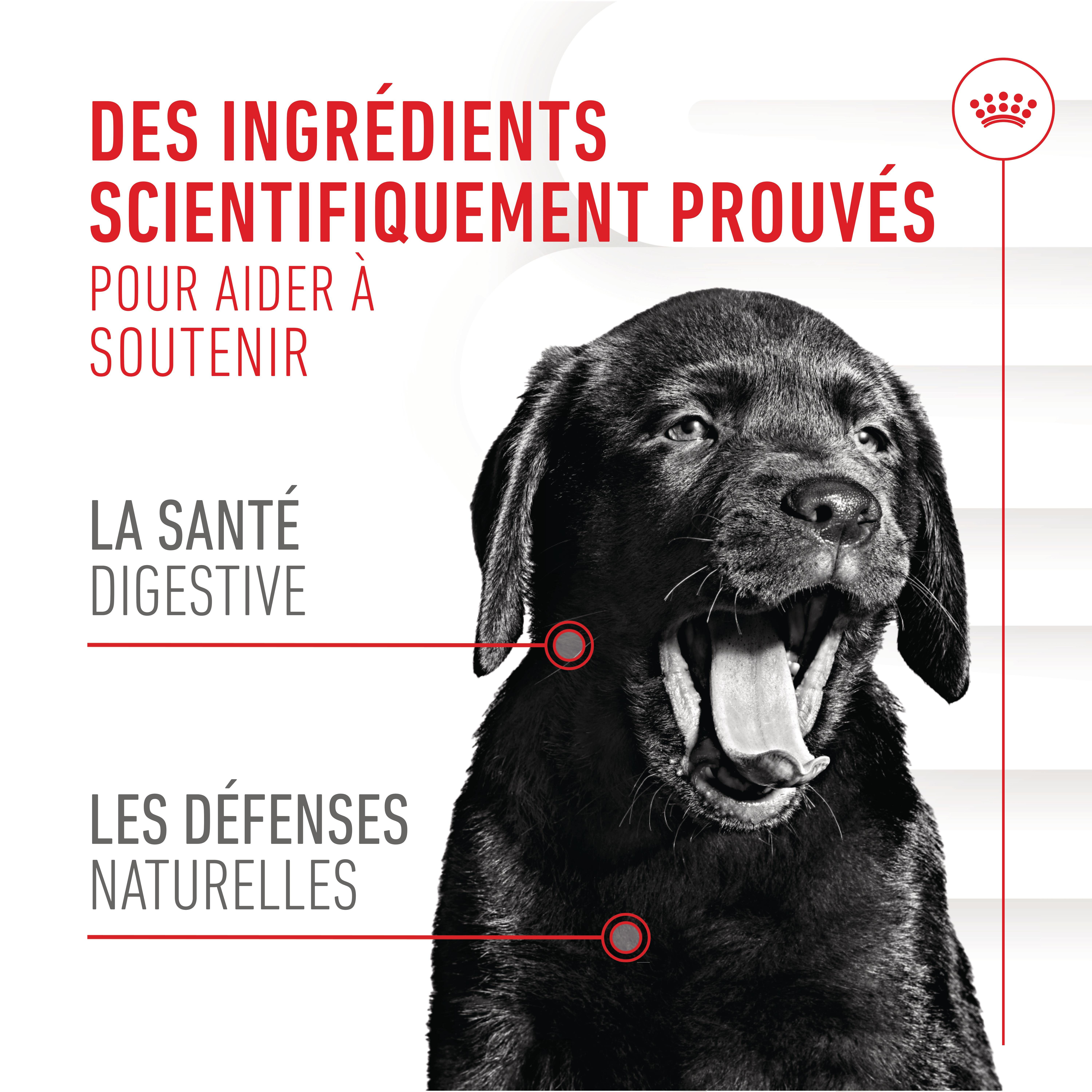 Royal Canin - Aliment Compl&eacute;mentaire Immunity & Digestion pour Chiots - 100g Image num&eacute;ro 6