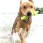 Doog - Jouet Bâton The Sticks Incredible Stalk pour Chiens - 32cm Indicateur image numéro 2