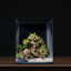 Dennerle - Kit de Décoration Naturelle Box Bonsai Indicateur image numéro 5