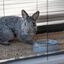 Ferplast - Clapier Cottage Large pour Lapin - 70x129x104cm Indicateur image numéro 5