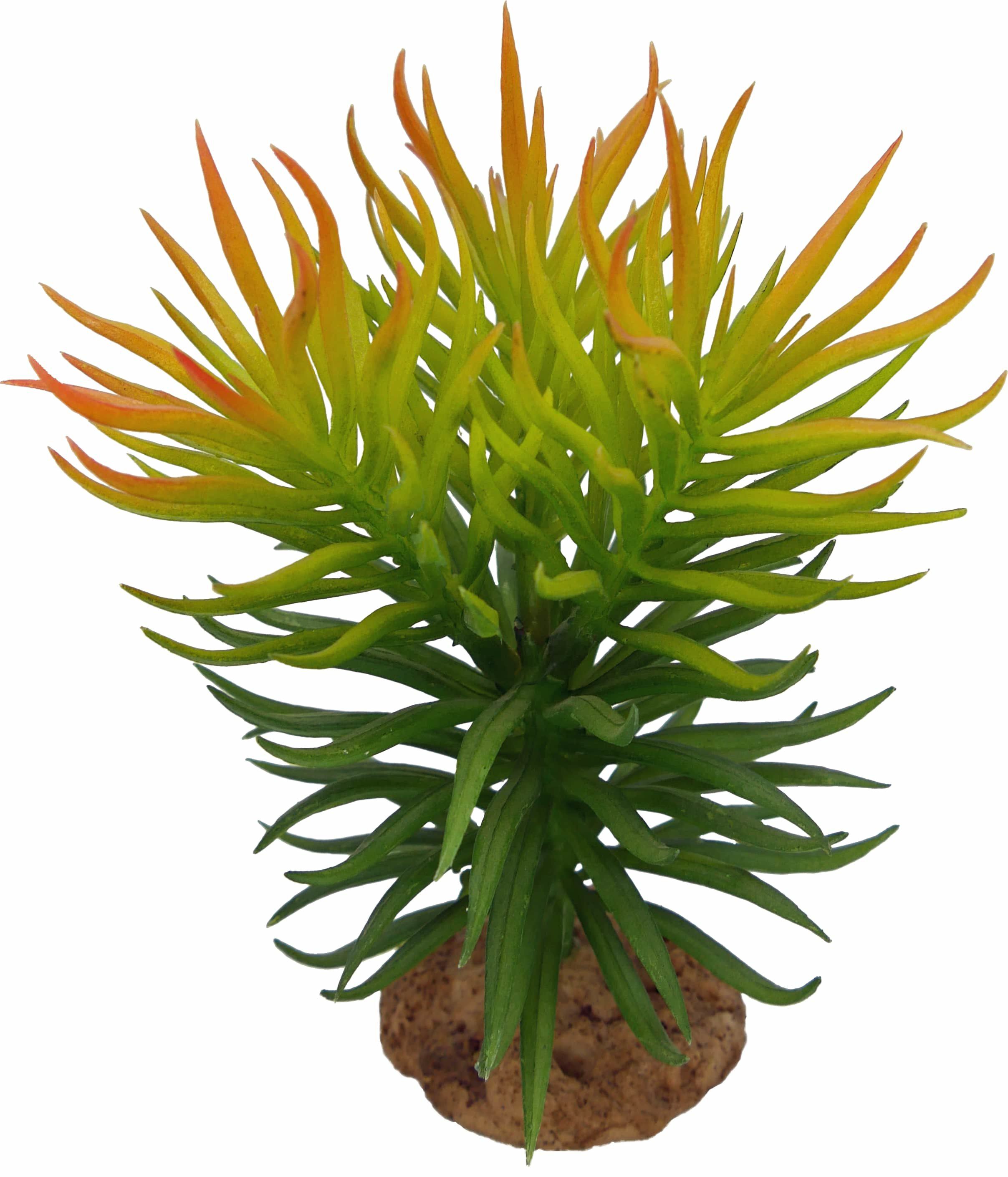 Labeo - D&eacute;coration Herba D&eacute;sertique pour Aquarium Image num&eacute;ro 1