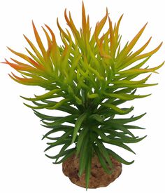 Labeo - D&eacute;coration Herba D&eacute;sertique pour Aquarium