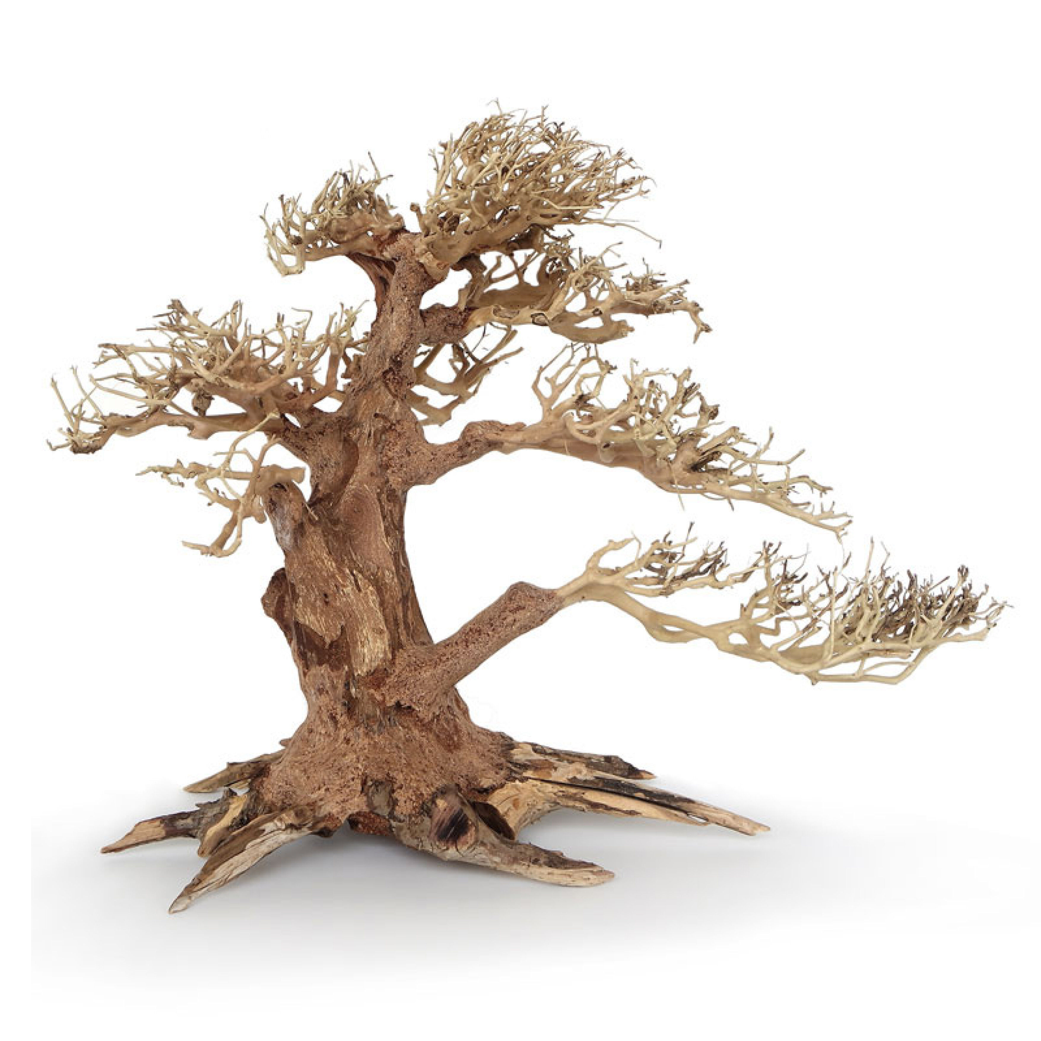 Amtra -  Racine Naturelle Oriental Wind 4 - L Image num&eacute;ro 1