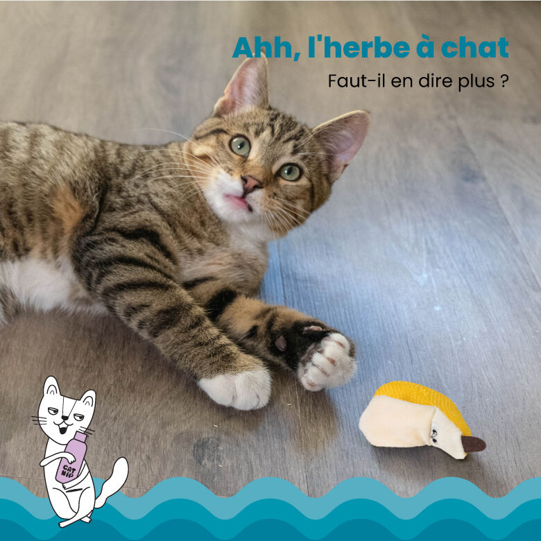 Outward Hound - Jouet &agrave; M&acirc;cher Dental Banana pour Chat - Jaune Image num&eacute;ro 4