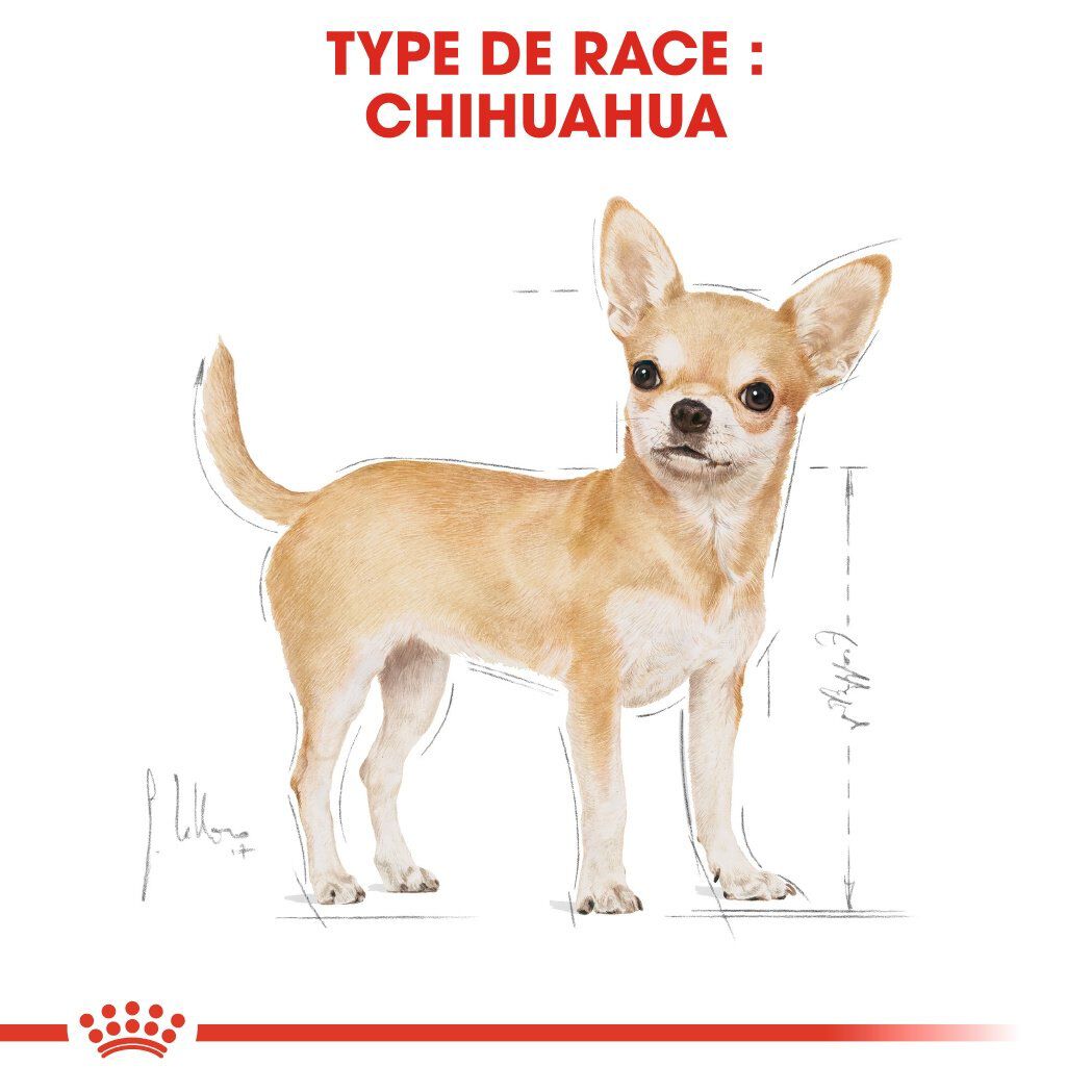 Royal Canin - Croquettes Chihuahua pour Chien Adulte - 3Kg Image num&eacute;ro 2