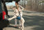 Kurgo - Harnais de Levage Up & About pour Chiens - 23 à 41Kg Indicateur image numéro 4