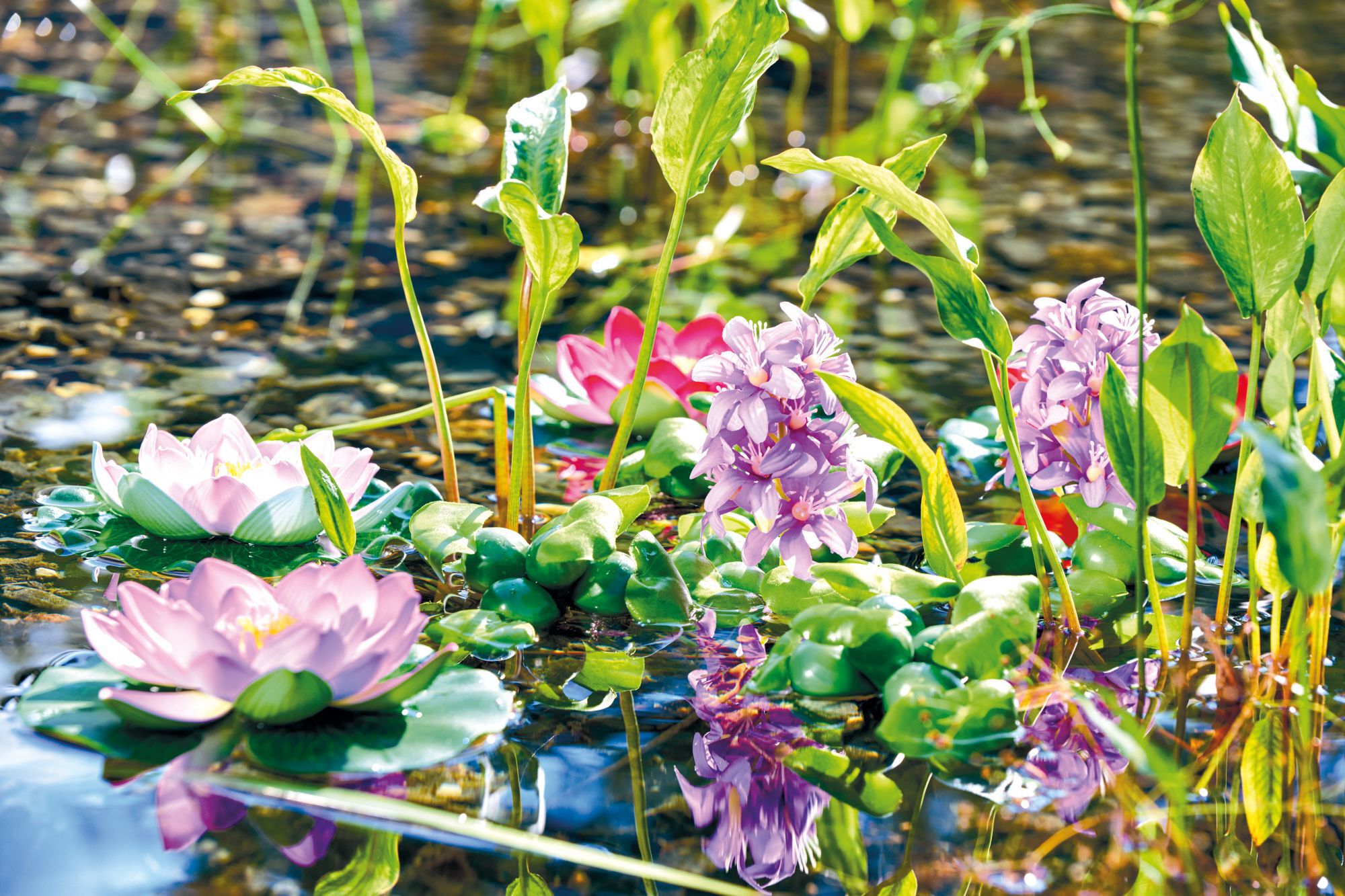 Pontec - Plante Artificielle PondoHyacinth Fleurie pour Bassin - 15cm Image num&eacute;ro 3