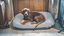 Tyrol -  Jouet Peluche Hamburger pour Chien - 13cm Indicateur image numéro 5
