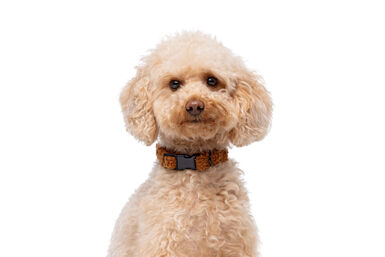 Gotoo - Collier Ourson Brun pour Chien