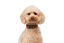Gotoo - Collier Ourson Brun pour Chien - XS Indicateur image numéro 3