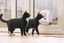 Sure PetCare - Chatière SureFlap à puce Électronique Connect pour Chat - Blanc Indicateur image numéro 4
